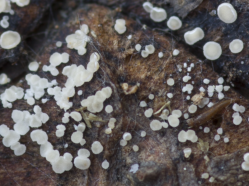 Calycina conorum